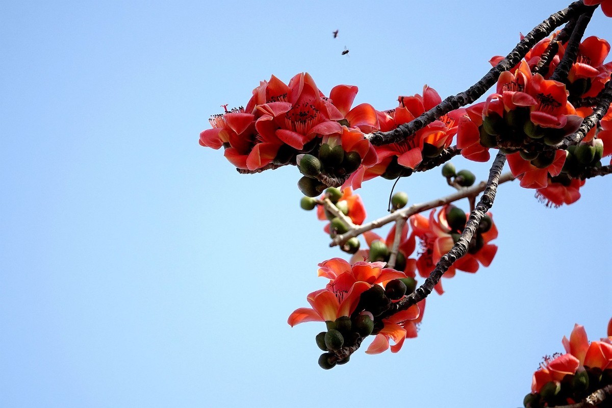 陽光下的紅棉花