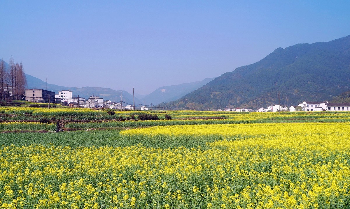 婺 源 江 岭 油 菜 花