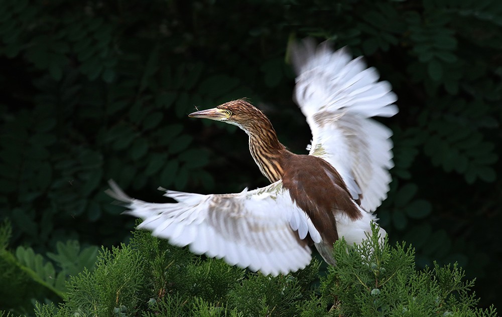鸟类摄影—展翅欲飞的池鹭亚成鸟