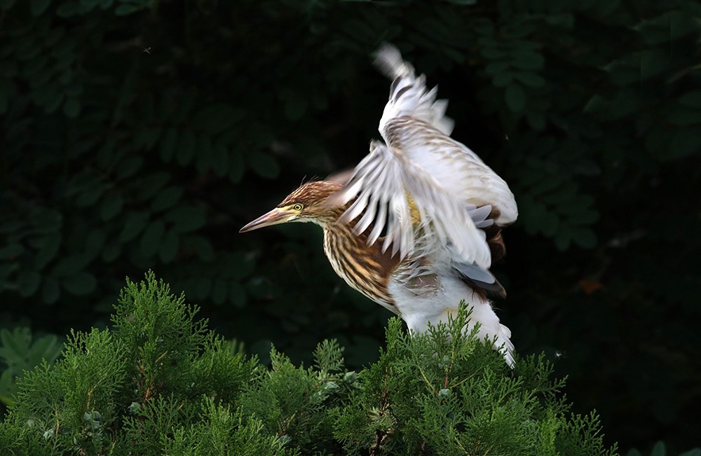 鸟类摄影—展翅欲飞的池鹭亚成鸟
