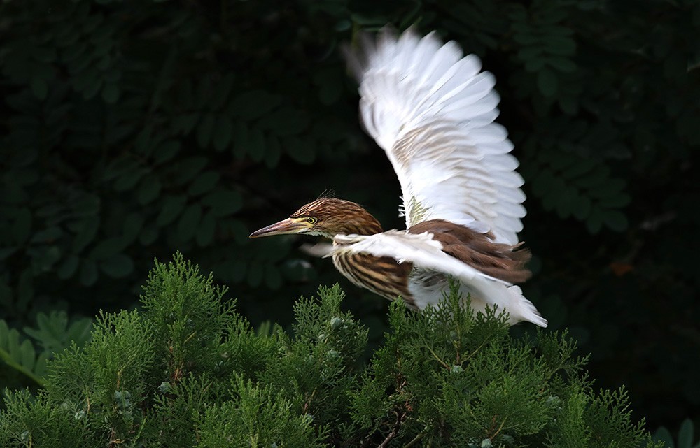 鸟类摄影—展翅欲飞的池鹭亚成鸟