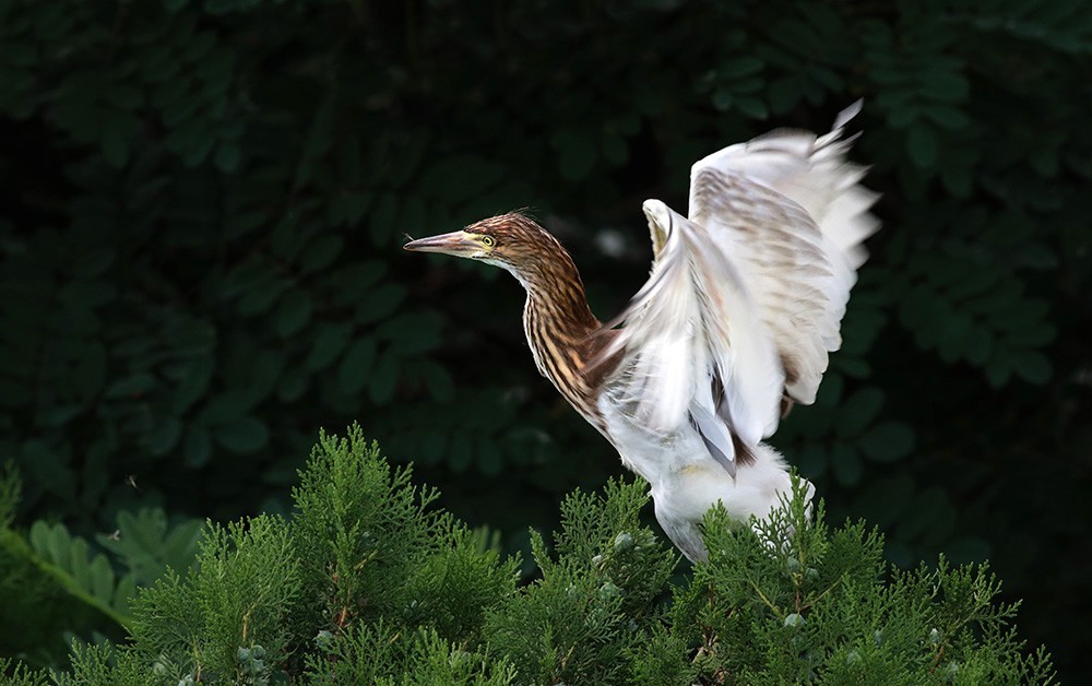 鸟类摄影—展翅欲飞的池鹭亚成鸟