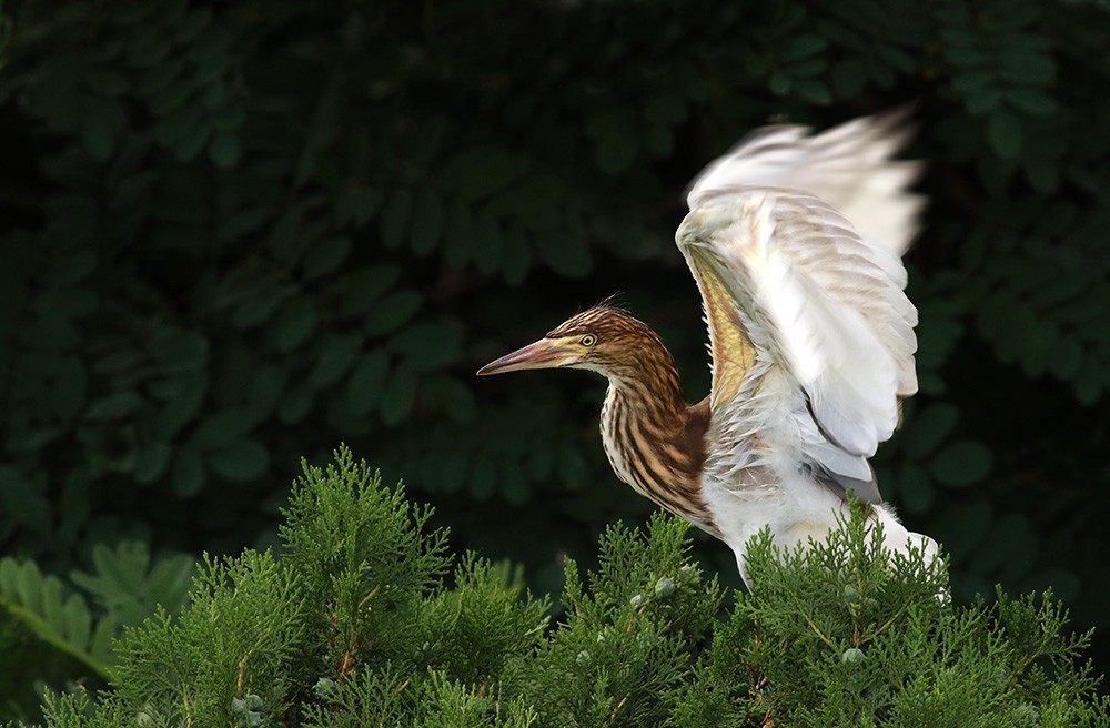 鸟类摄影—展翅欲飞的池鹭亚成鸟