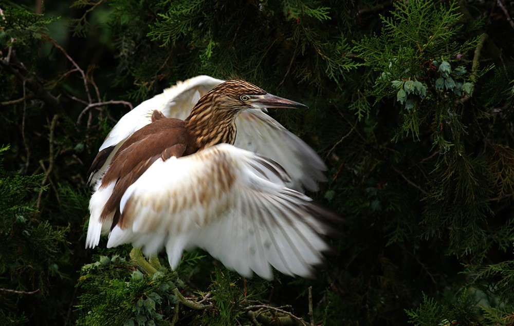 鸟类摄影—展翅欲飞的池鹭亚成鸟