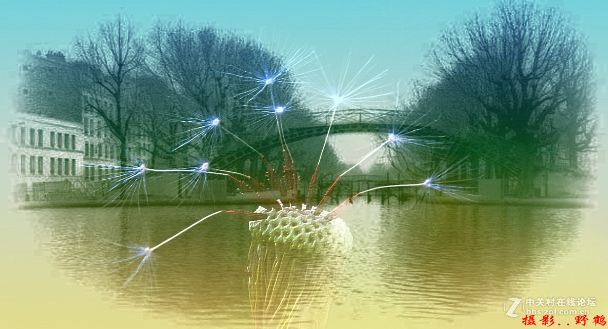 拍不够的蒲公英