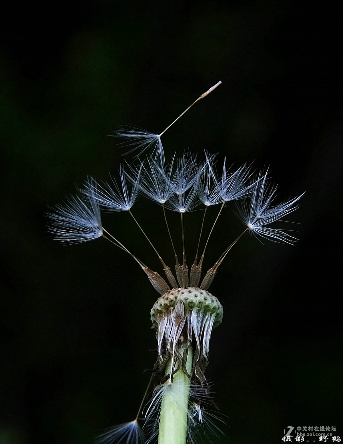 拍不够的蒲公英