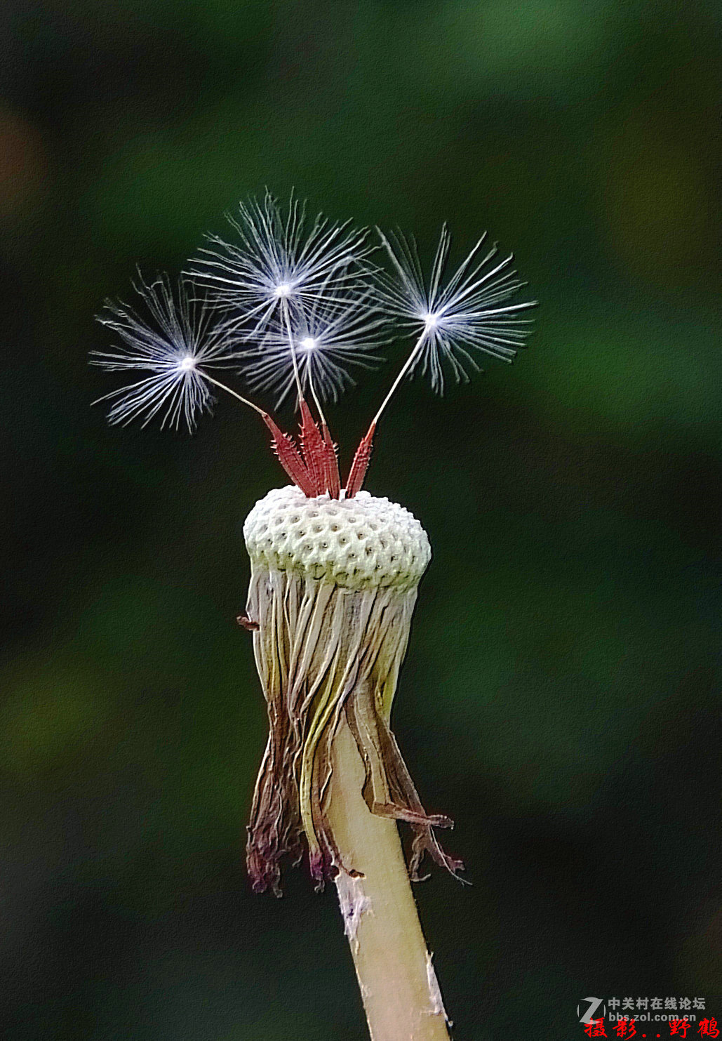 拍不够的蒲公英