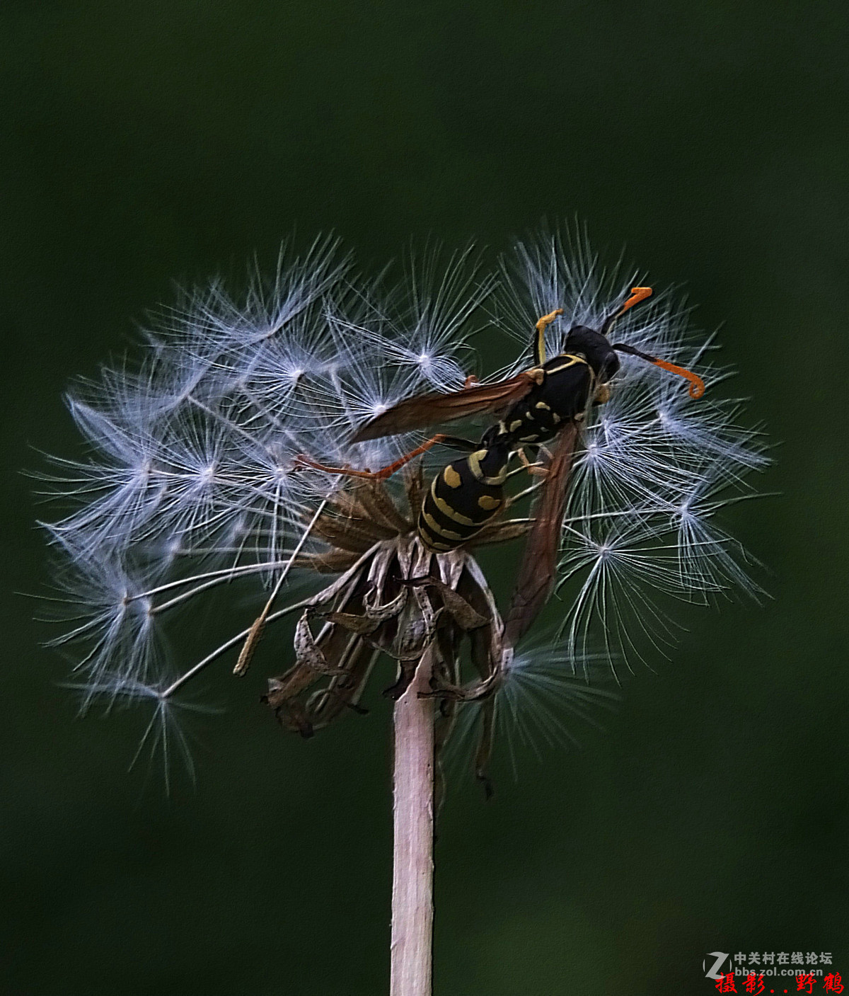拍不够的蒲公英