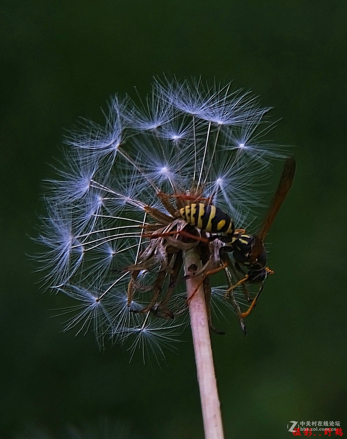 拍不够的蒲公英