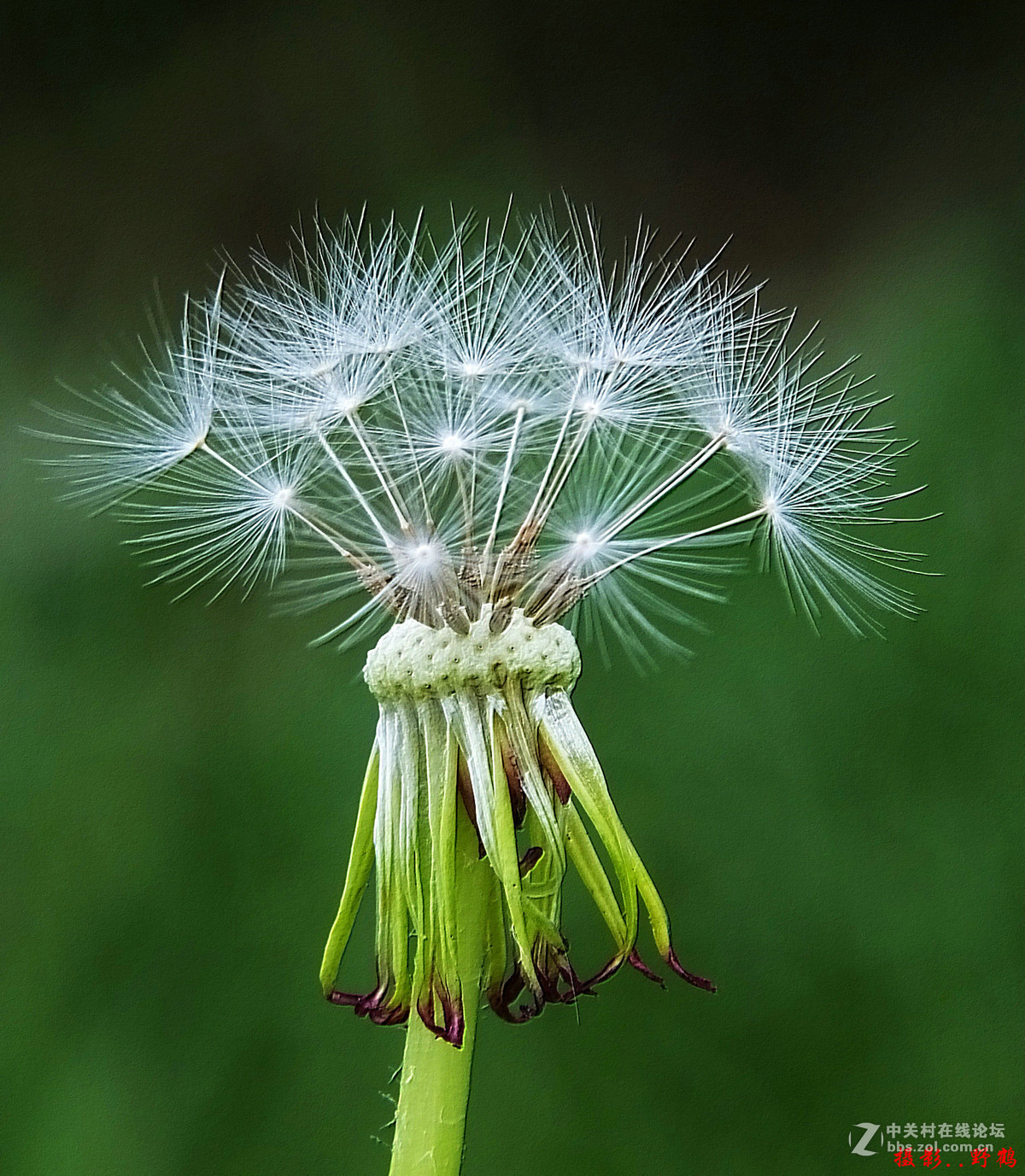 拍不够的蒲公英