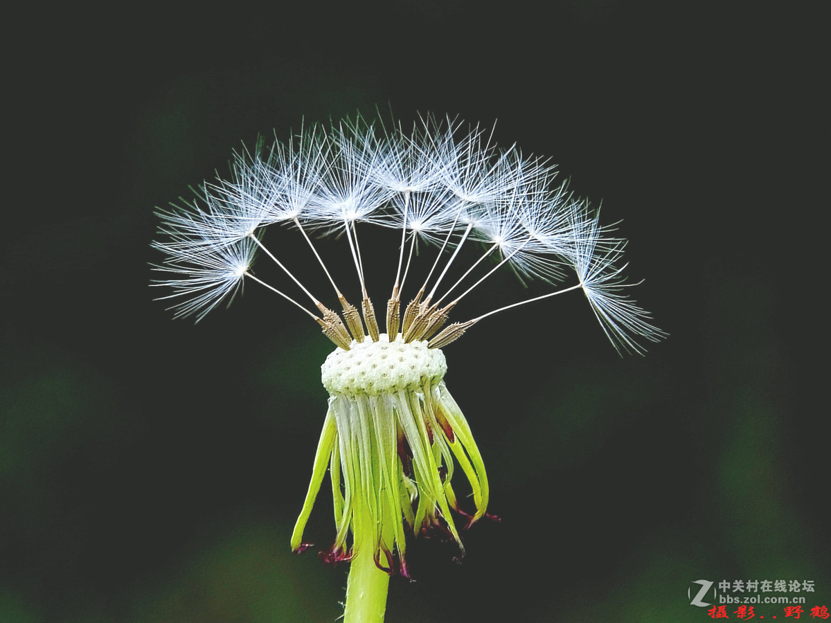 拍不够的蒲公英