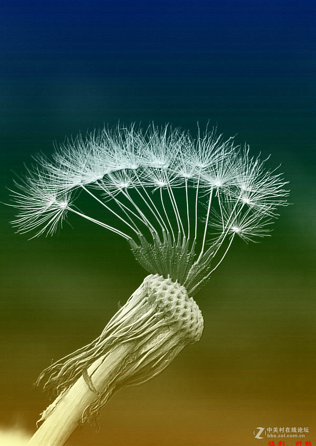 拍不够的蒲公英