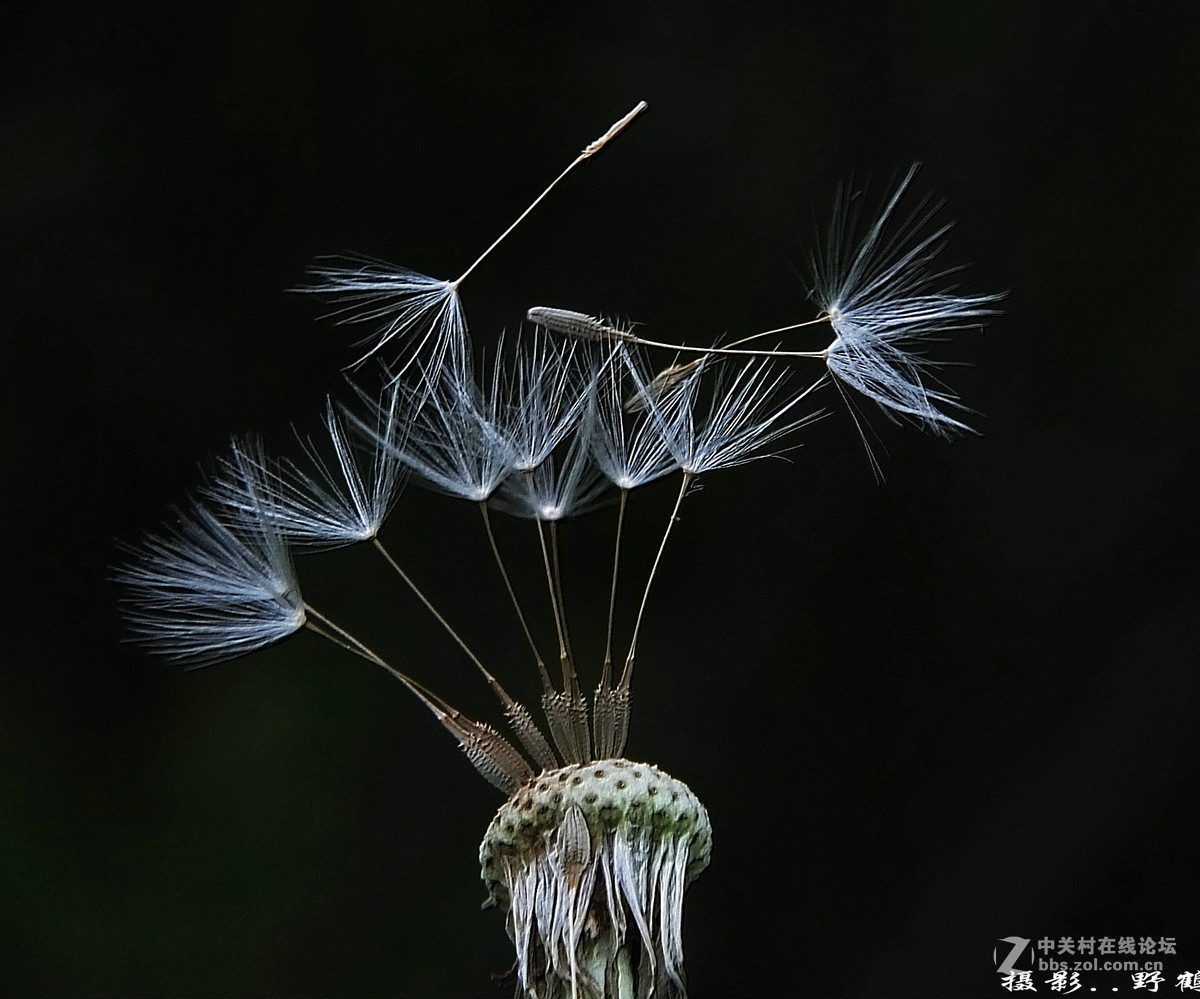 拍不够的蒲公英
