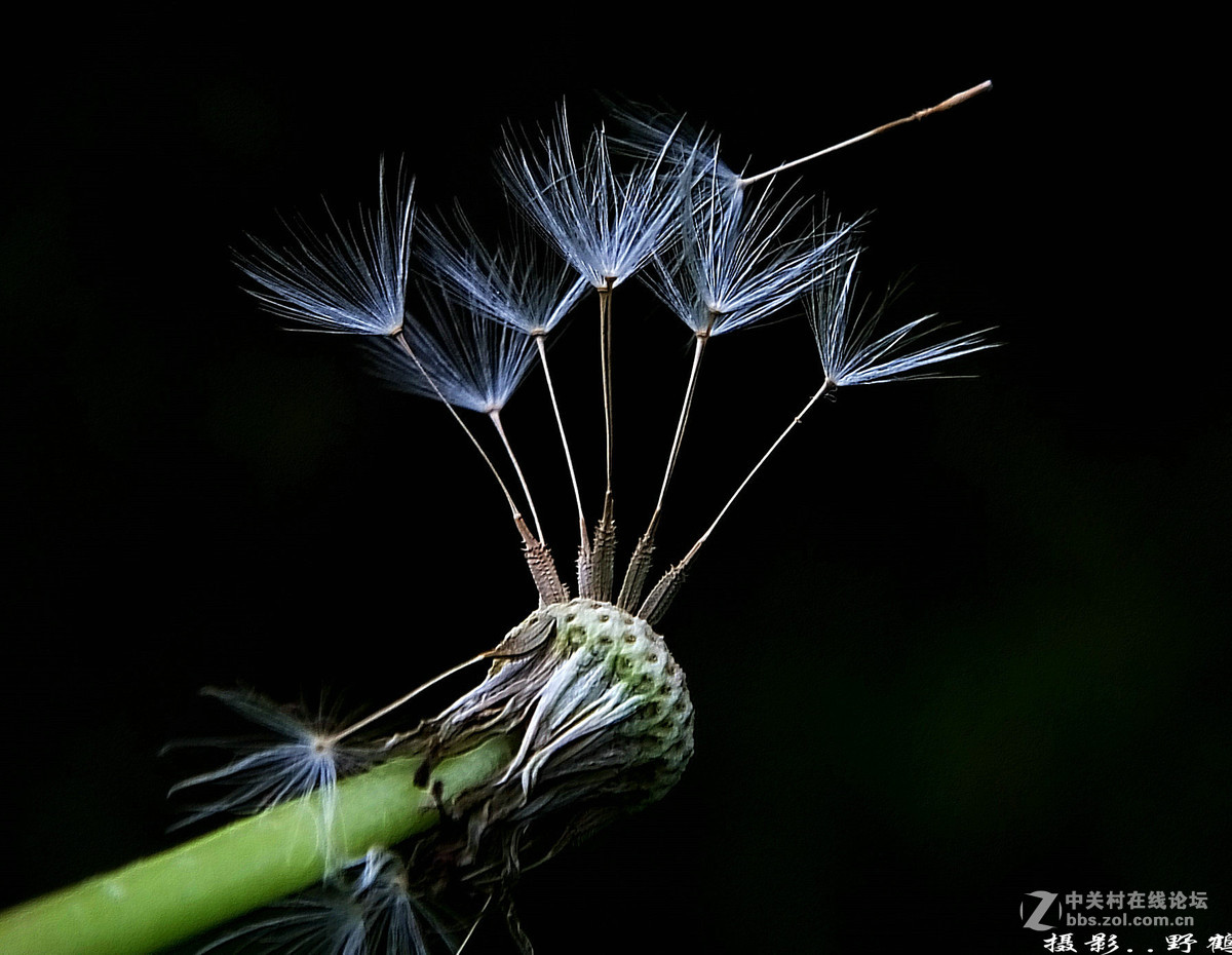拍不够的蒲公英