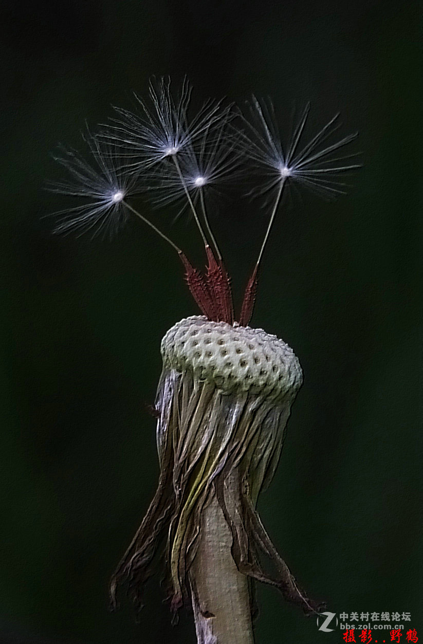 拍不够的蒲公英