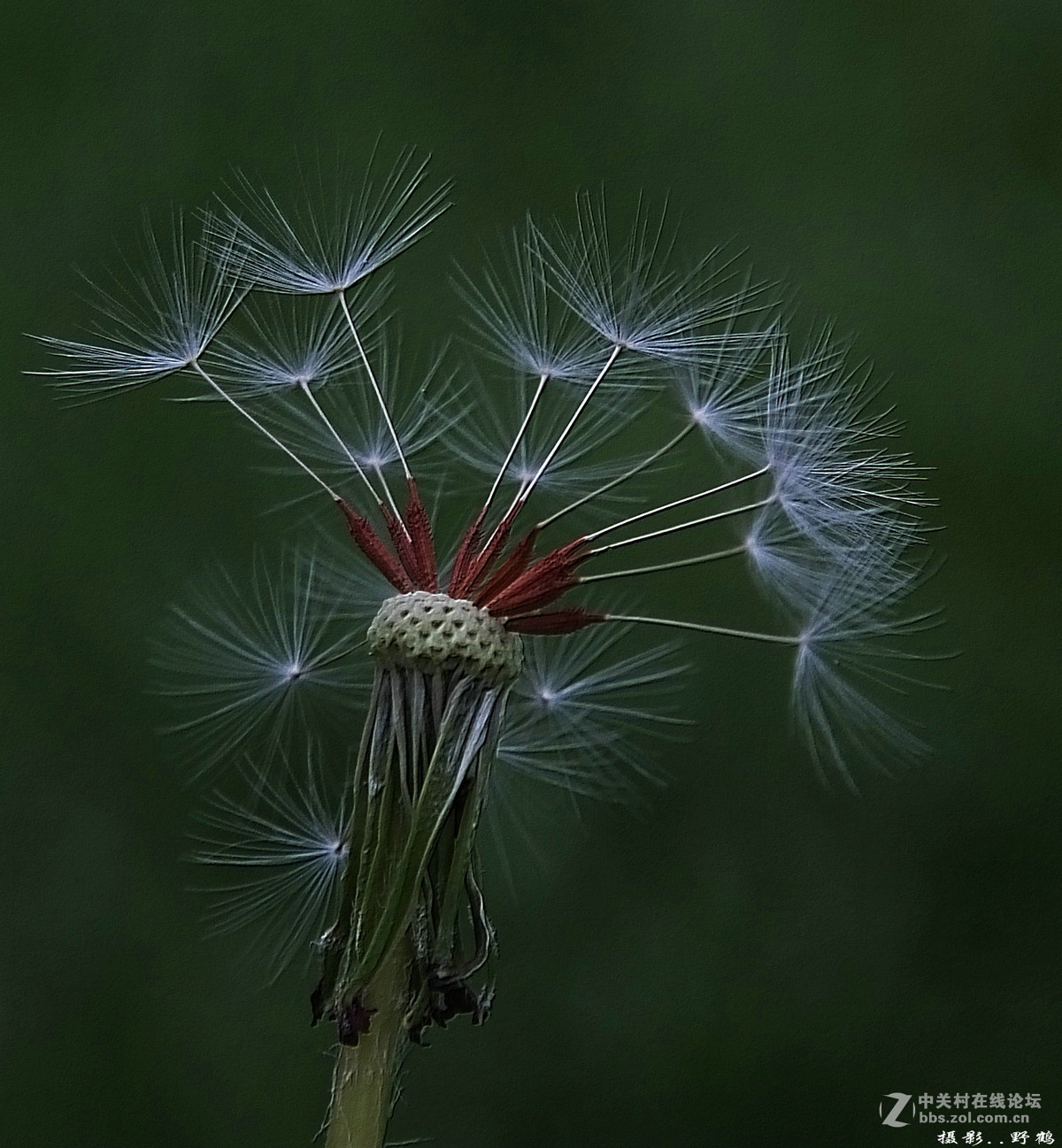 拍不够的蒲公英