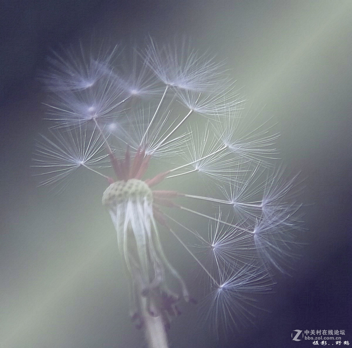 拍不够的蒲公英