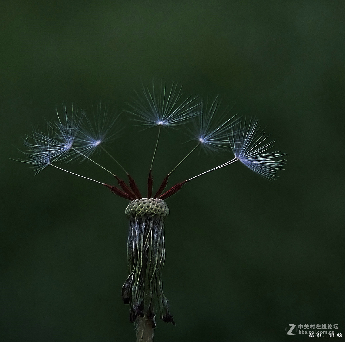 拍不够的蒲公英