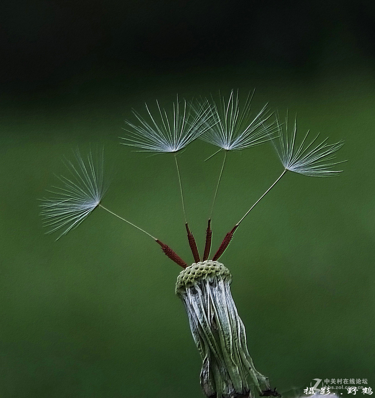 拍不够的蒲公英