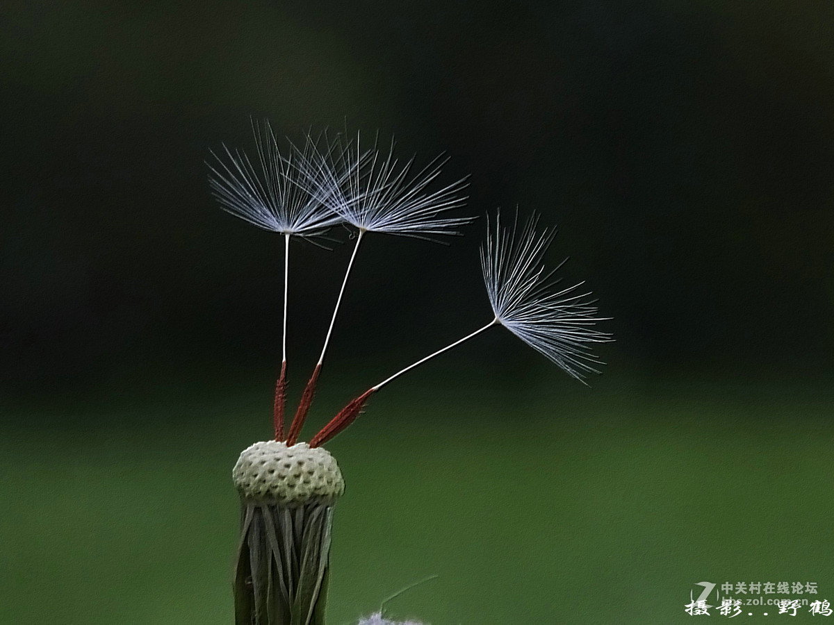 拍不够的蒲公英
