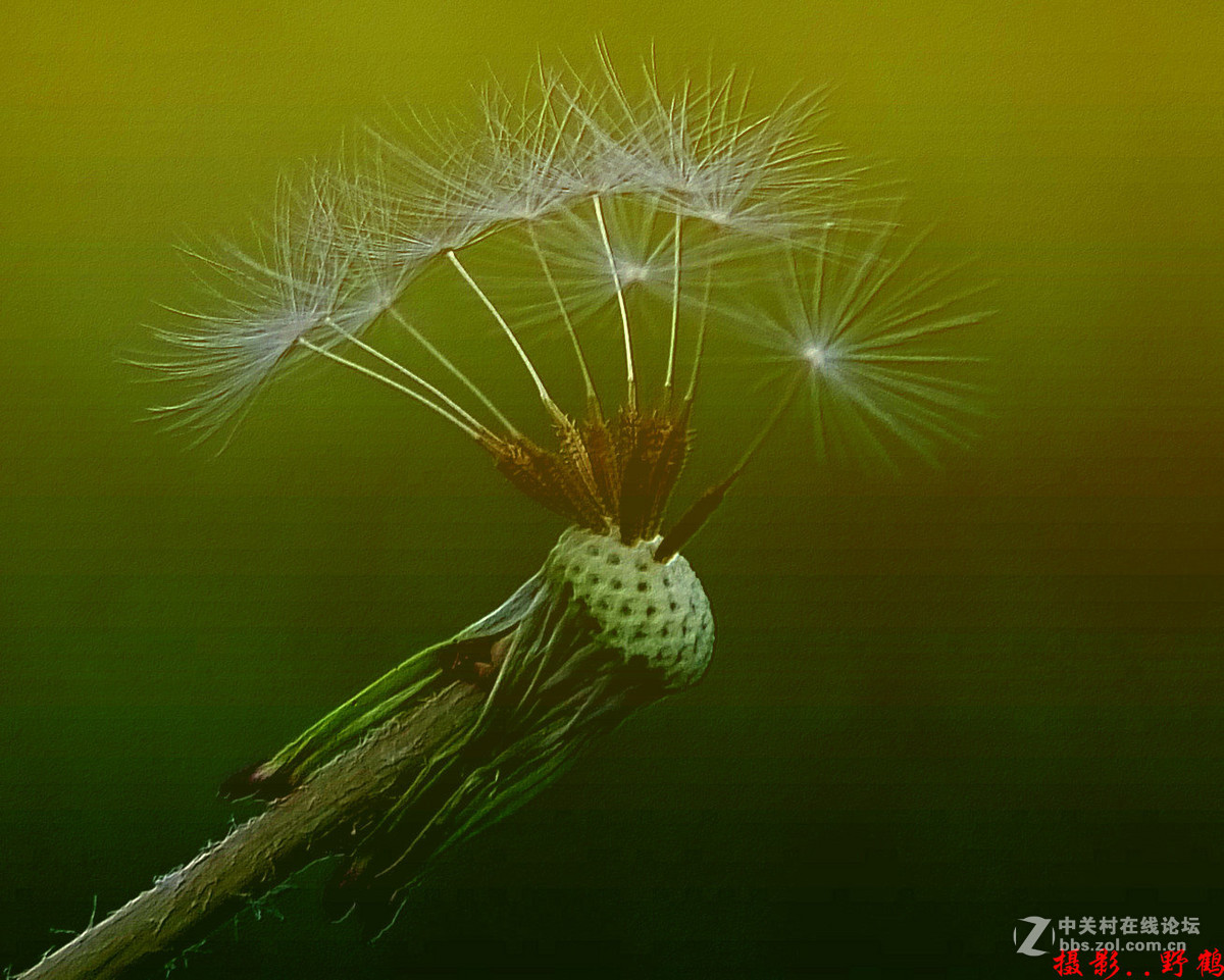 拍不够的蒲公英