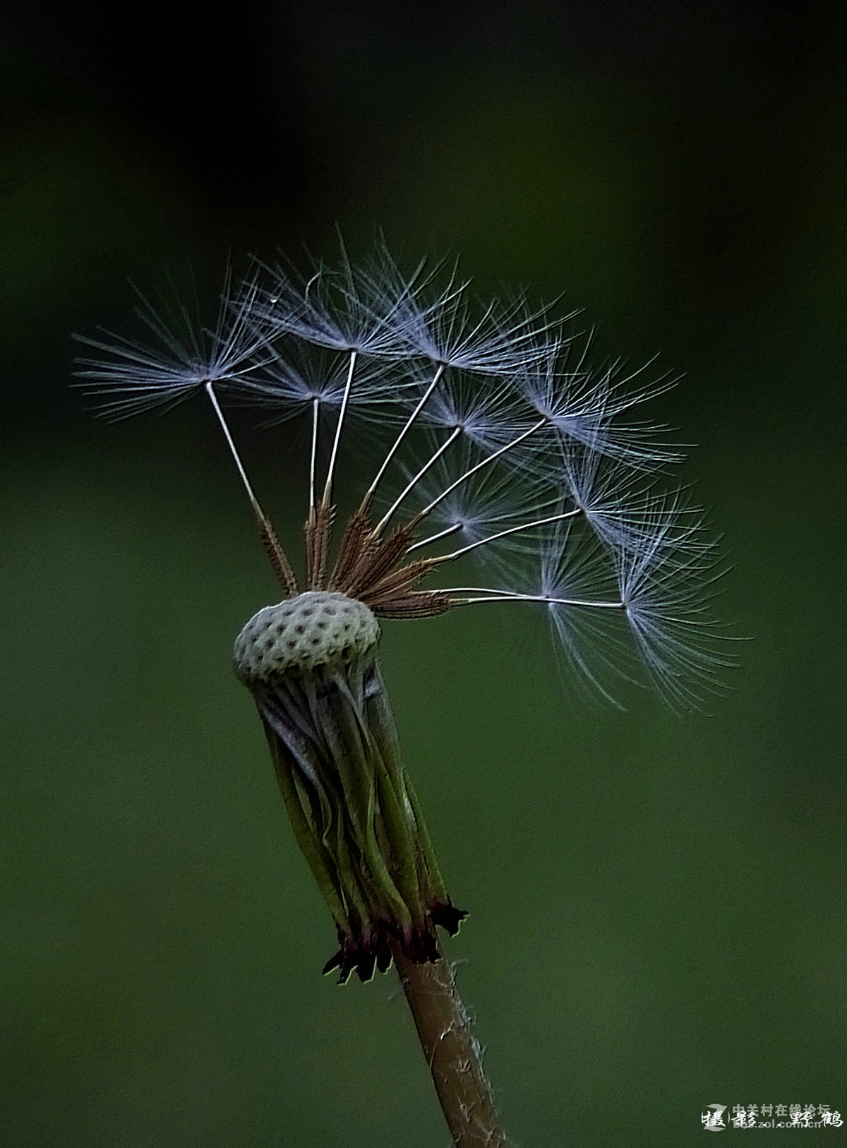 拍不够的蒲公英