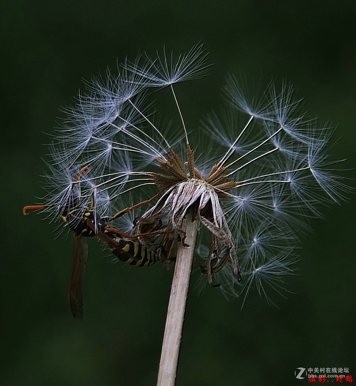 拍不够的蒲公英