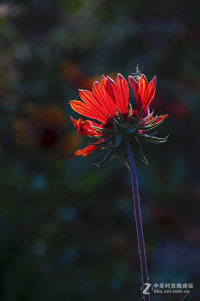 红花朵朵    祝师友彤鑫荣任索尼ILCE-7R版主！