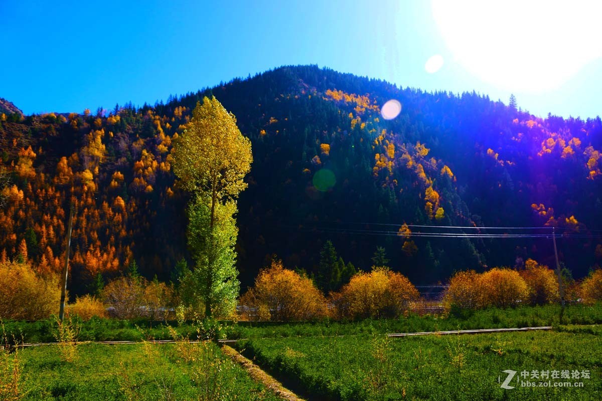 青海黄南麦秀原始森林秋色