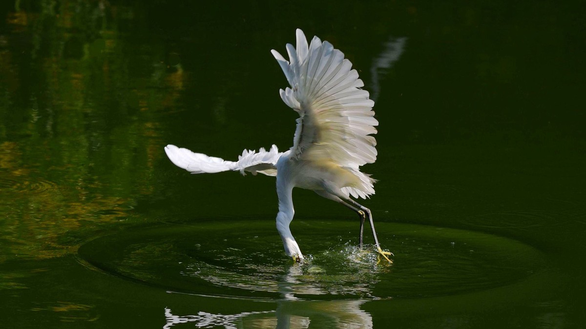 【赏鹭（18）】白鹭起舞剑指鱼池