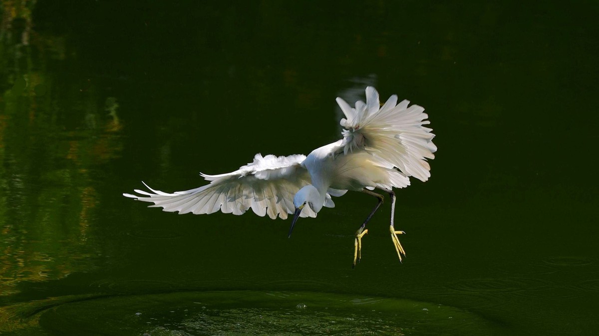 【赏鹭（18）】白鹭起舞剑指鱼池