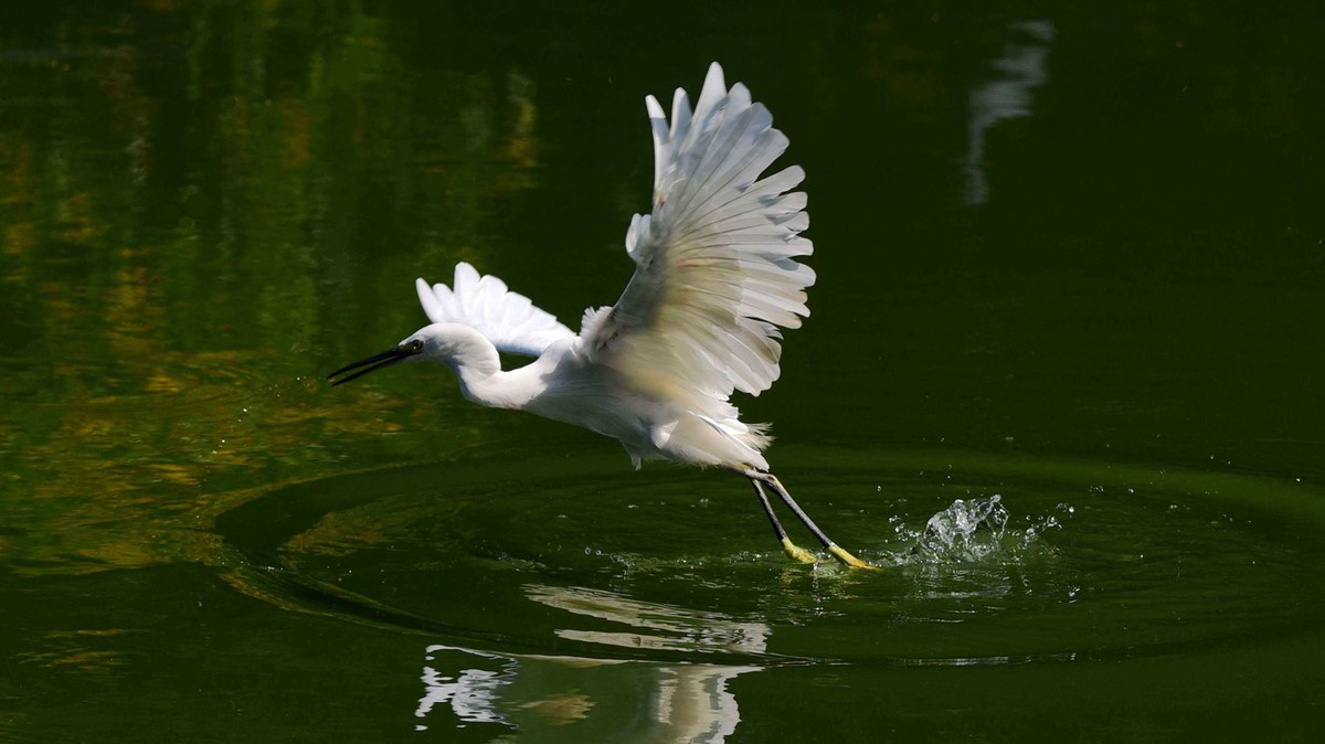 【赏鹭（18）】白鹭起舞剑指鱼池