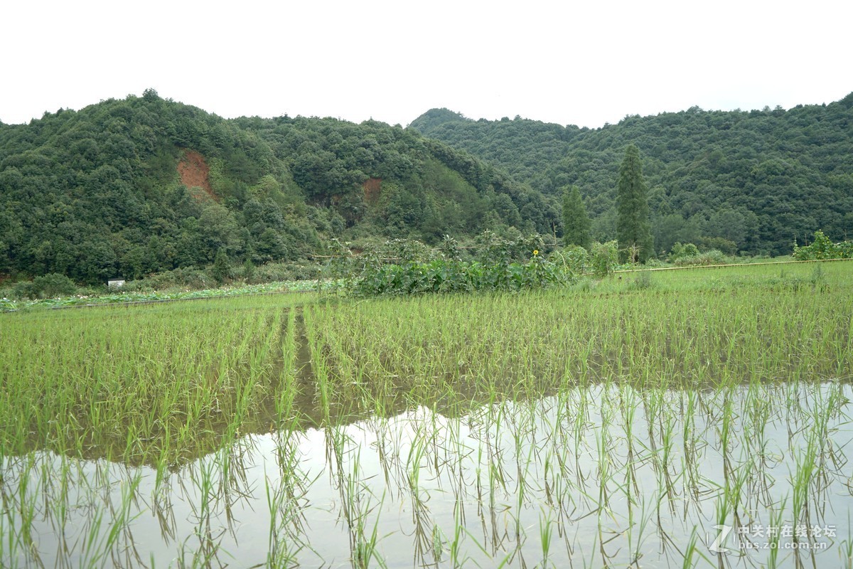 荷池秧田-中关村在线摄影论坛