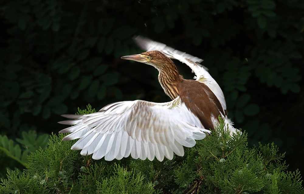 鸟类摄影—展翅欲飞的池鹭亚成鸟