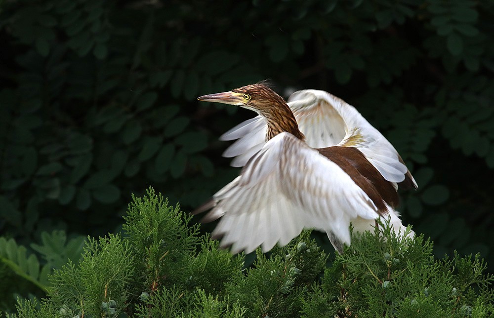 鸟类摄影—展翅欲飞的池鹭亚成鸟