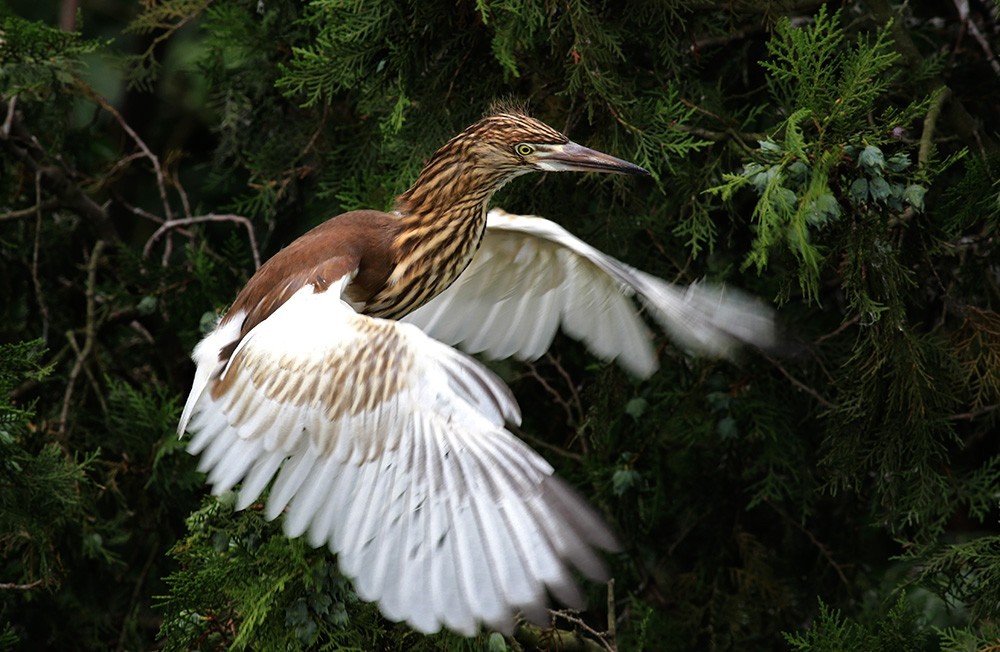 鸟类摄影—展翅欲飞的池鹭亚成鸟