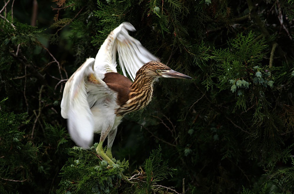鸟类摄影—展翅欲飞的池鹭亚成鸟