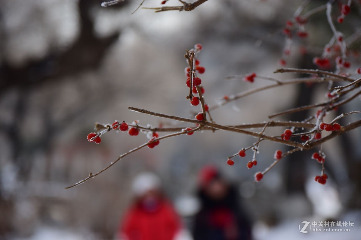 冬至了，来几张属于冬天的小景色！