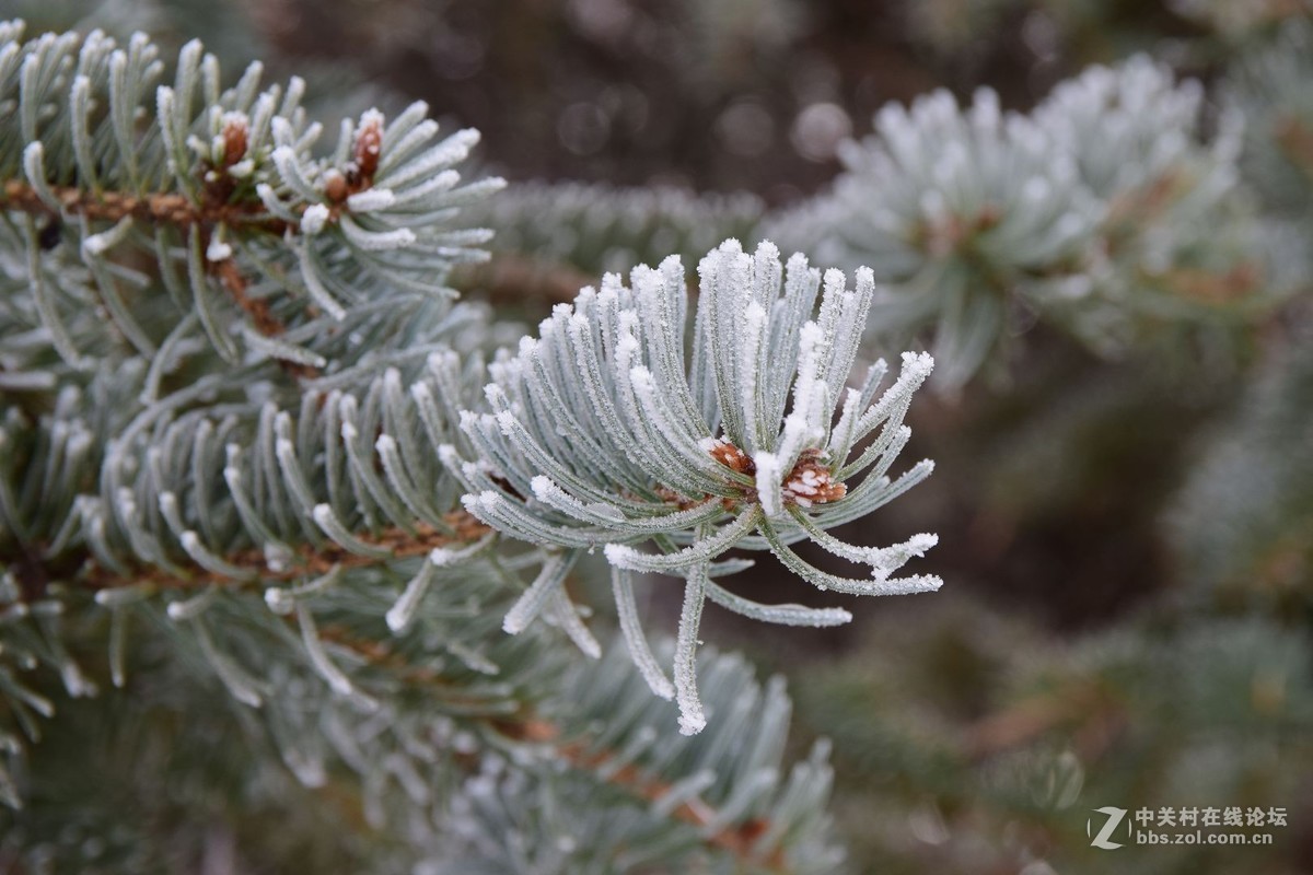 冬至了，来几张属于冬天的小景色！
