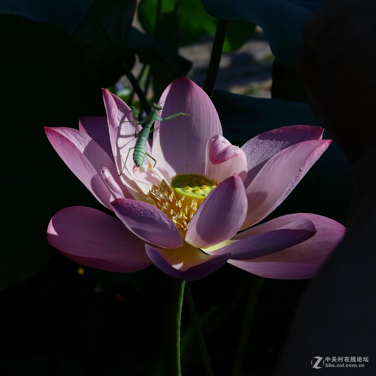 上几张螳螂
