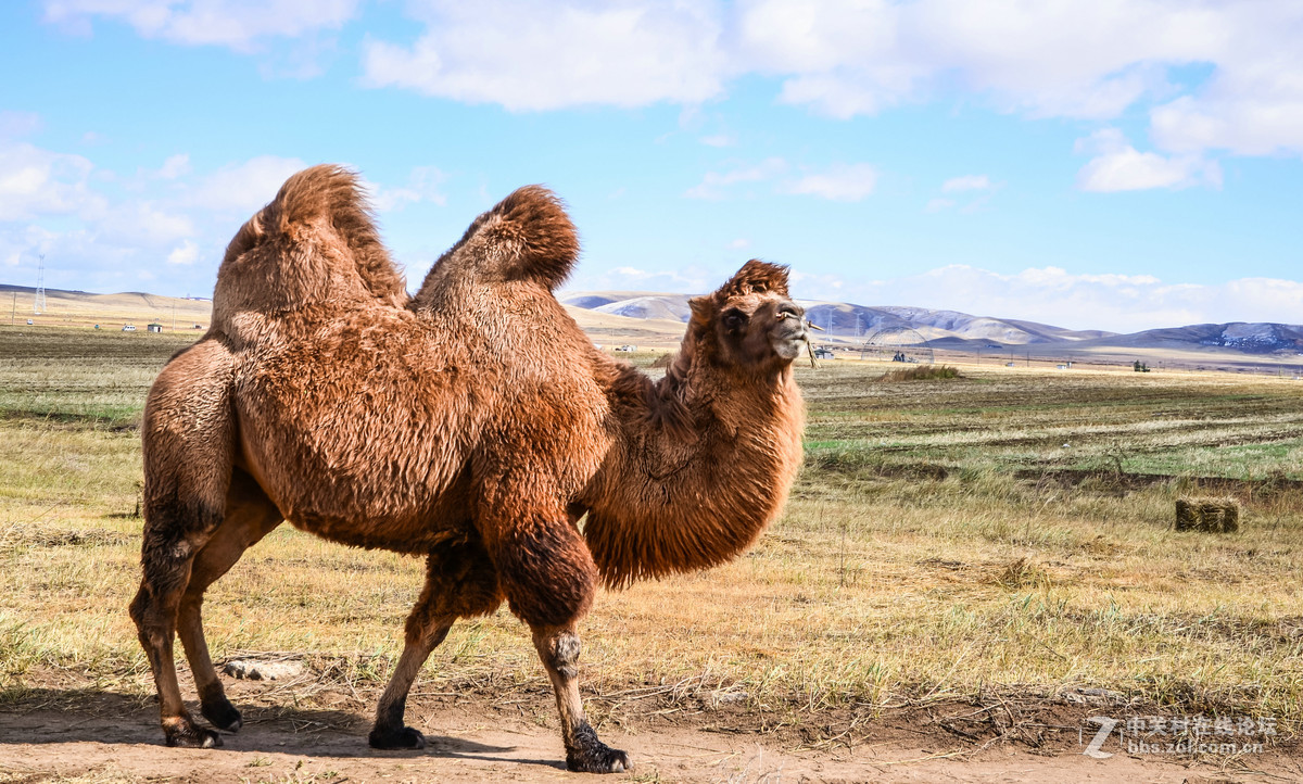 近距离接触沙漠之舟----骆驼-中关村在线摄影论坛
