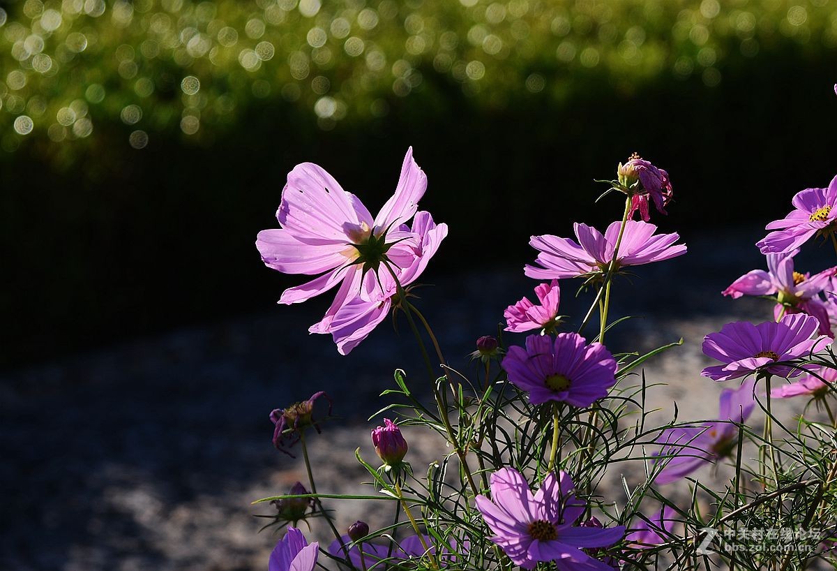 一组美丽的格桑花献给“119”消防宣传日——向英勇消防官兵们致敬！