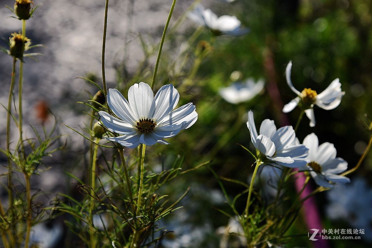 一组美丽的格桑花献给“119”消防宣传日——向英勇消防官兵们致敬！