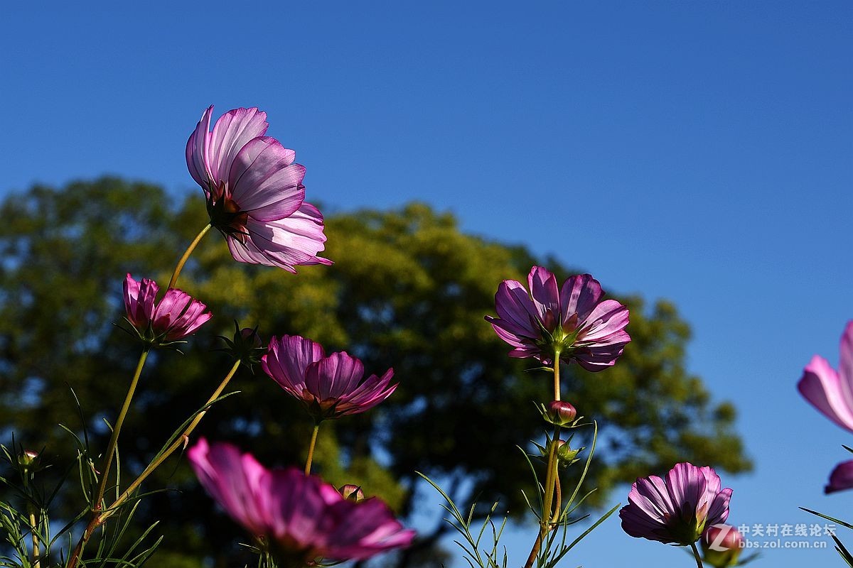 一组美丽的格桑花献给“119”消防宣传日——向英勇消防官兵们致敬！