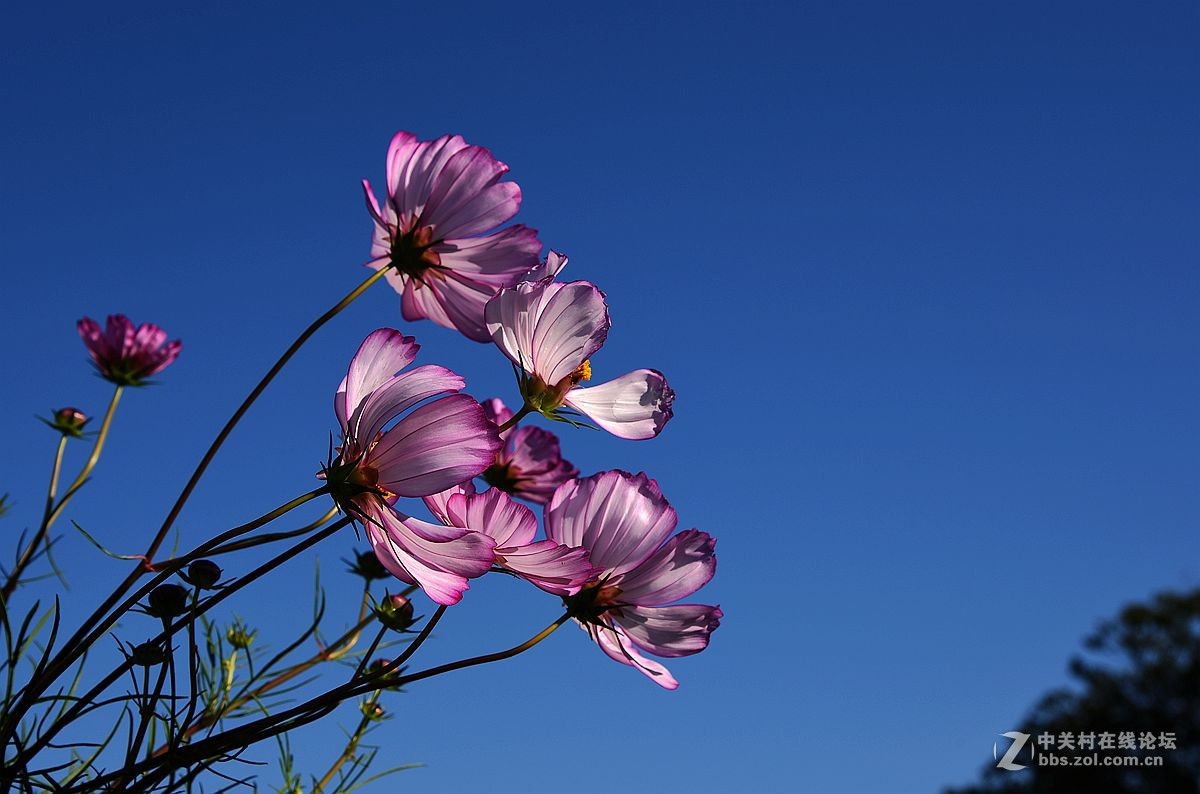 一组美丽的格桑花献给“119”消防宣传日——向英勇消防官兵们致敬！