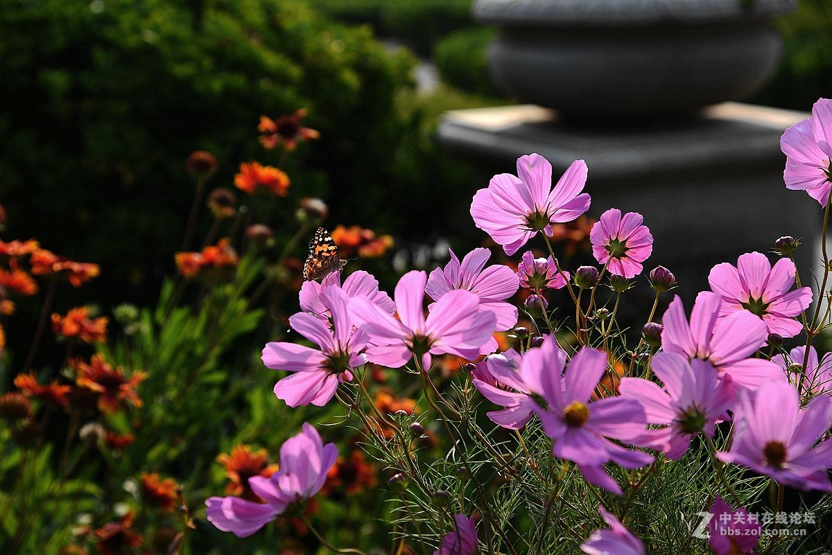 一组美丽的格桑花献给“119”消防宣传日——向英勇消防官兵们致敬！