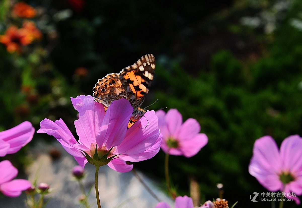 一组美丽的格桑花献给“119”消防宣传日——向英勇消防官兵们致敬！