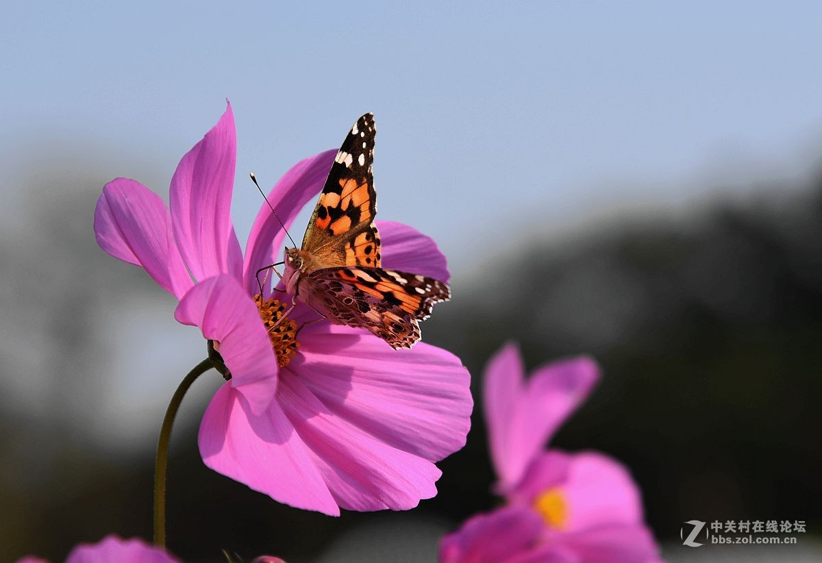 一组美丽的格桑花献给“119”消防宣传日——向英勇消防官兵们致敬！