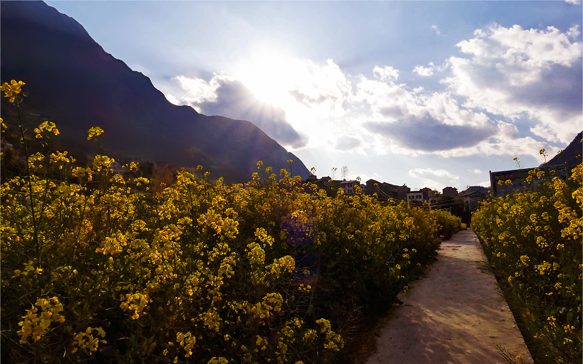 春之歌______那一抹醉人的金黄