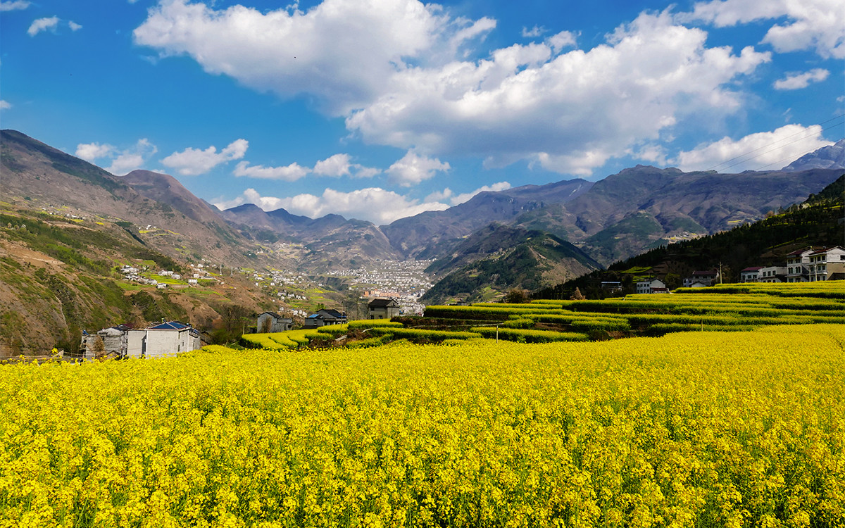 春之歌______那一抹醉人的金黄